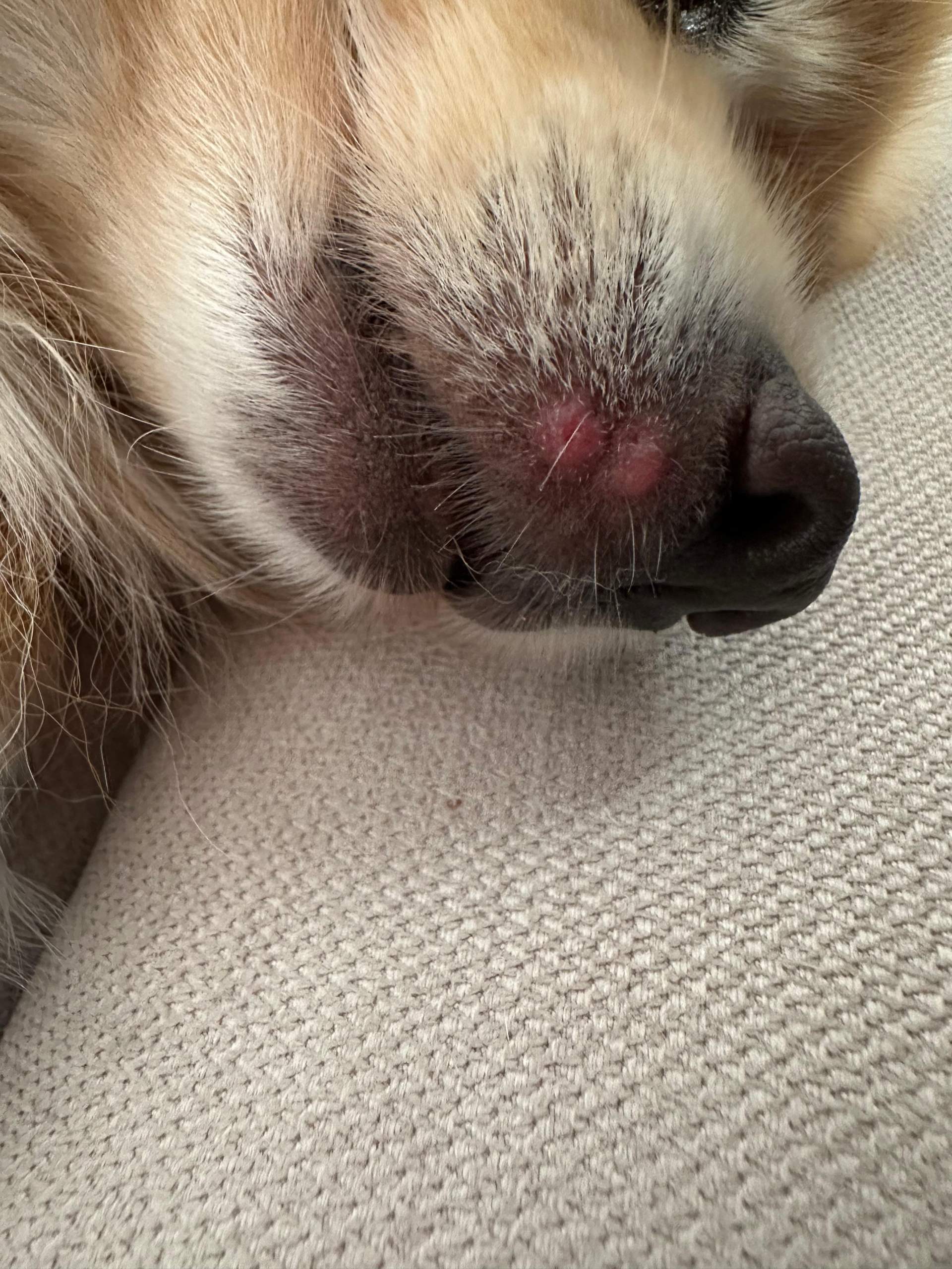 Pickel beim Hund? (Gesundheit, Tierarzt)
