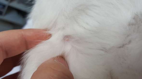 pickel im fell kater gesundheit tiere katze