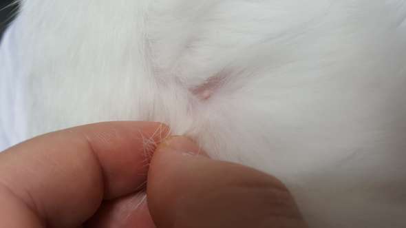pickel im fell kater gesundheit tiere katze
