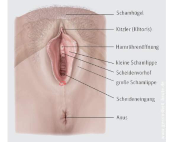 Pickel Knoten Gesundheit Und Medizin Frauenarzt Intimbereich Pickel Knoten Gesundheit Und Medizin Frauenarzt Intimbereich