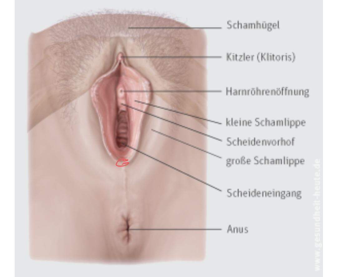 Knoten an der vagina