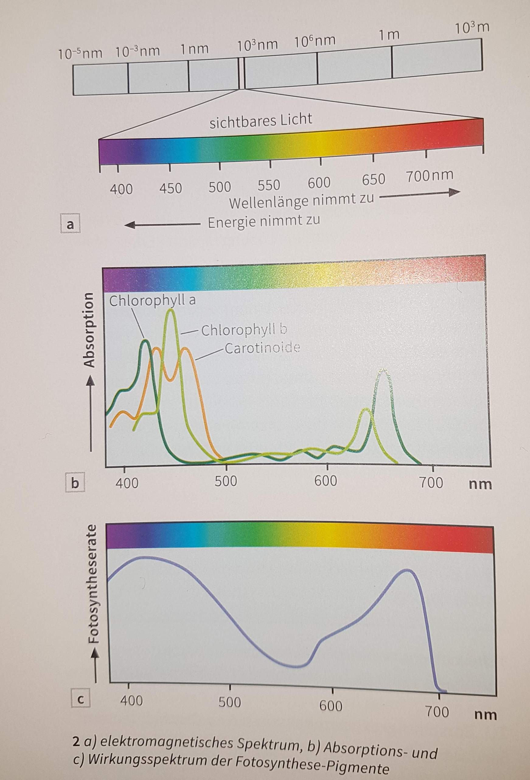 Pigmente Absorbieren Licht? (Schule, Biologie, Naturwissenschaft)