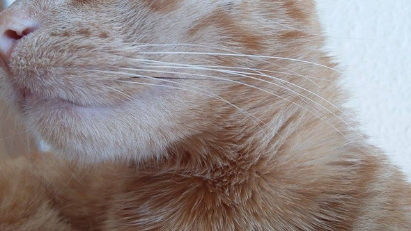 pigmentstorung bei roten katzen katze miauen