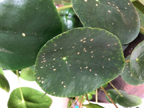 Pilea Hat Braune Flecken Schadlinge Zimmerpflanzen