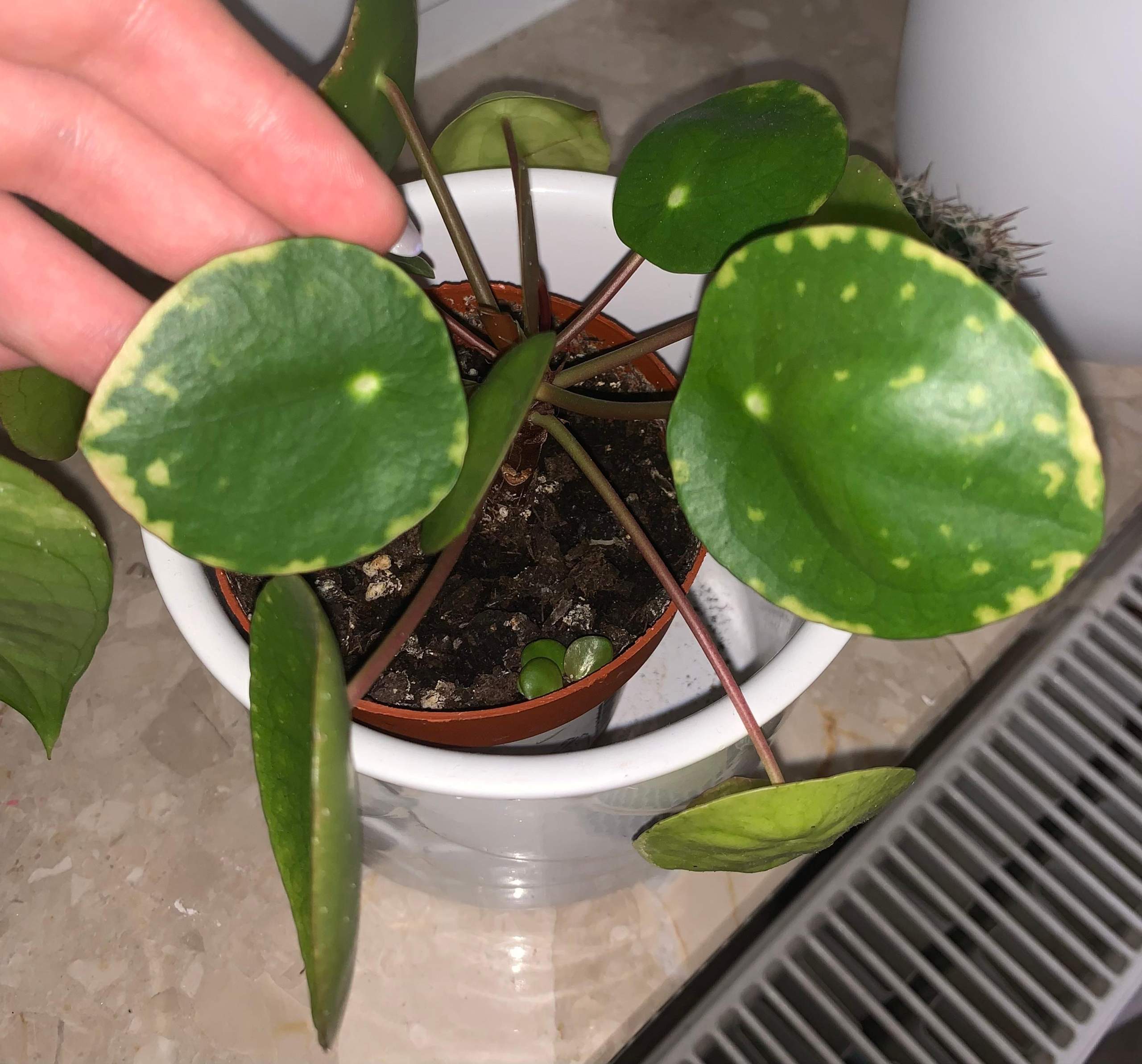 Pilea kriegt „weiße“ Flecken? (Pflanzenpflege, Zimmerpflanzen, Blätter) Pilea kriegt „weiße“ Flecken? (Pflanzenpflege, Zimmerpflanzen, Blätter)