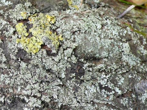 Bilduntertitel eingeben... - (Garten, Natur)