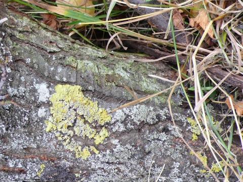Bilduntertitel eingeben... - (Garten, Natur)