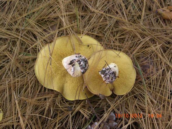Bild 2 - (Pilze, Botanik, Mykologie)