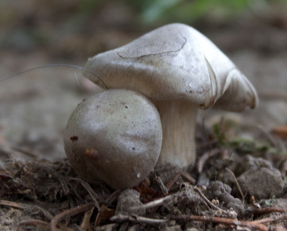 nummer2 - (Garten, Pflanzen, Pilze)