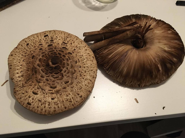 Pilze - (Pilze, giftig)