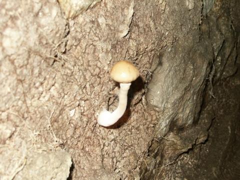 Pilz im Keller (Biologie, Pilze, Münsterland)