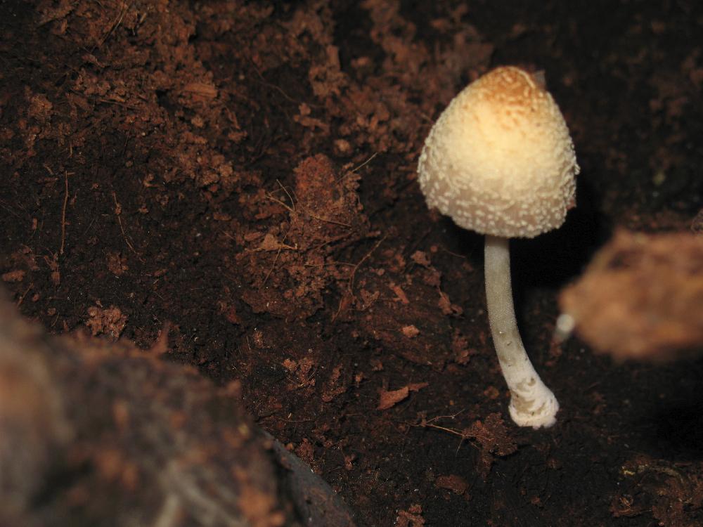 pilz im Terrarium