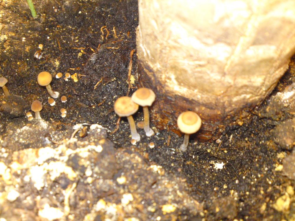 Pilz im Topf der Yucca Palme (Pilze)