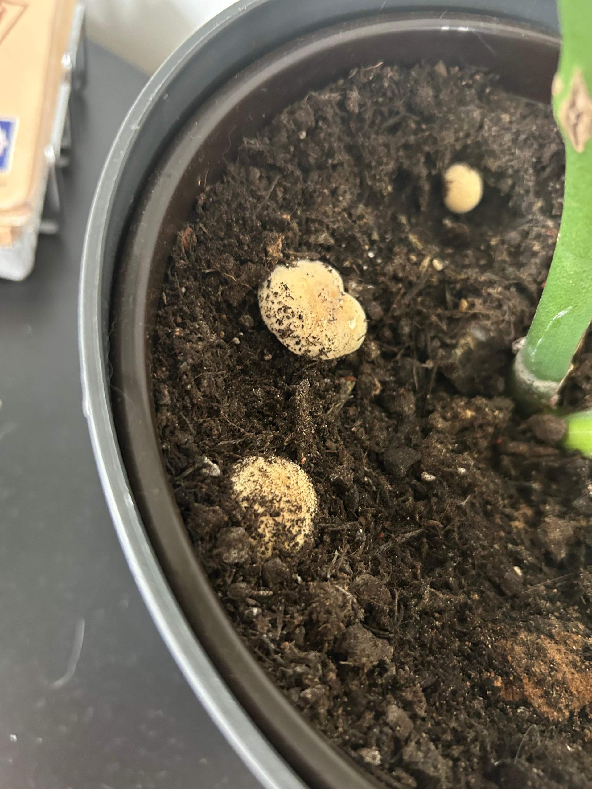 Pilz in der Monstera Erde? (Blumen, Pflanzenpflege, Schädlinge)