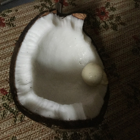 Kokosnusspilz - (Essen, krank, gesund)