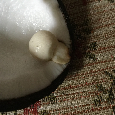Kokosnusspilz (nÃ¤her rangezoomt) - (essen, krank, gesund)