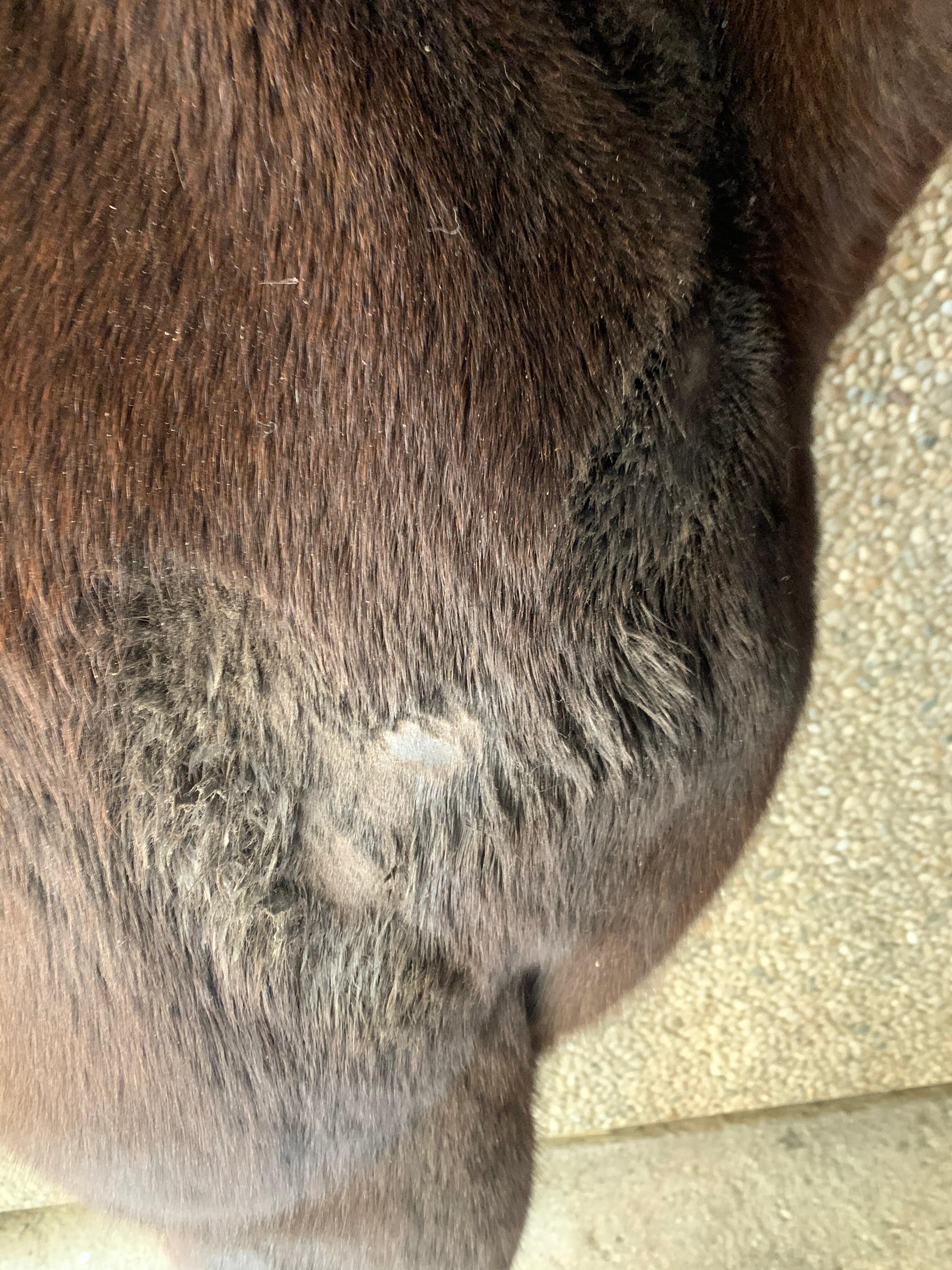 Pilz, Mauke, Ekzem, Haarlinge, Pferd? (Gesundheit und Medizin, Tiere ...