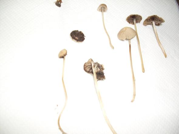 pilze - (Pilze, bestimmen)