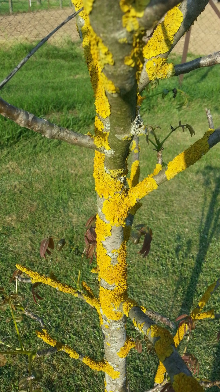Pilzbefall an einem Nußbaum (Baum)