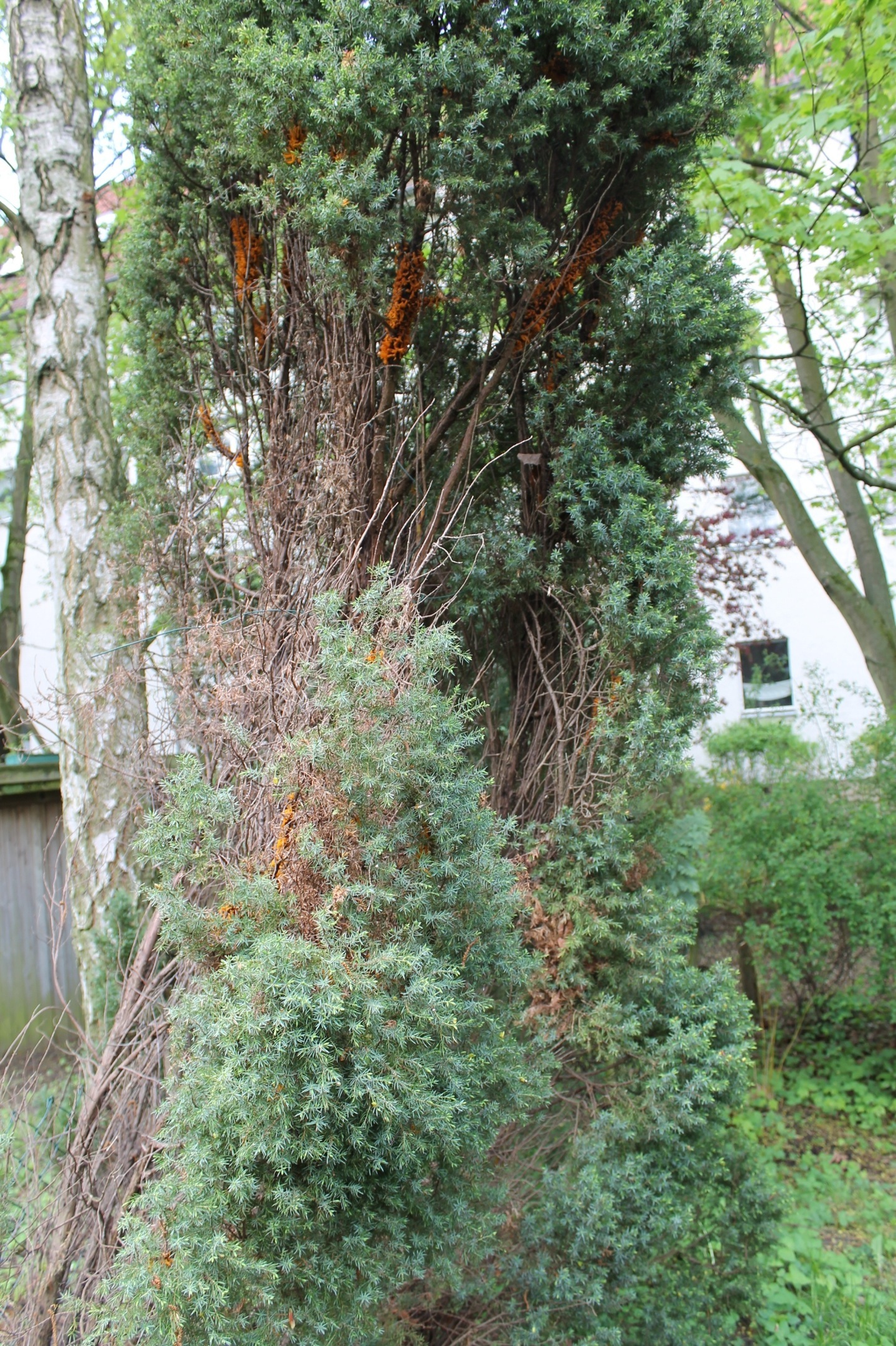 Pilzbefall bei Nadelgewächs (wahrscheinlich Thuja) (Garten