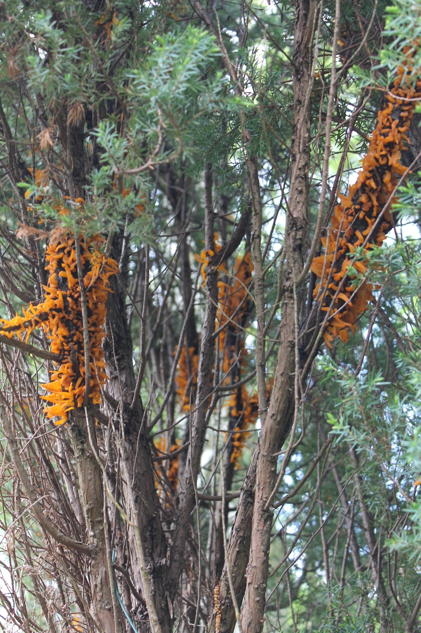 Pilzbefall bei Nadelgewächs (wahrscheinlich Thuja) (Garten