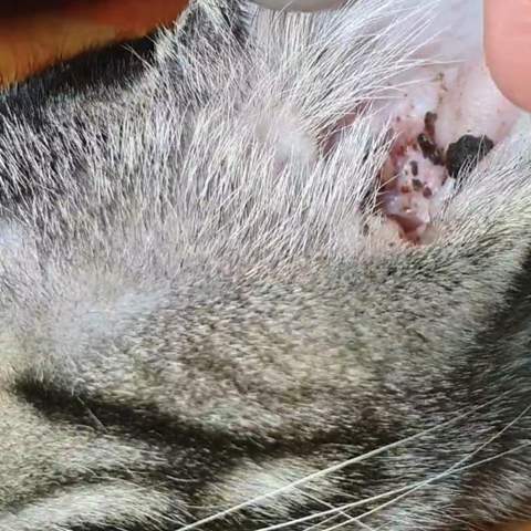 pilzbefall katze und ohrmilben gesundheit und medizin tiere haustiere