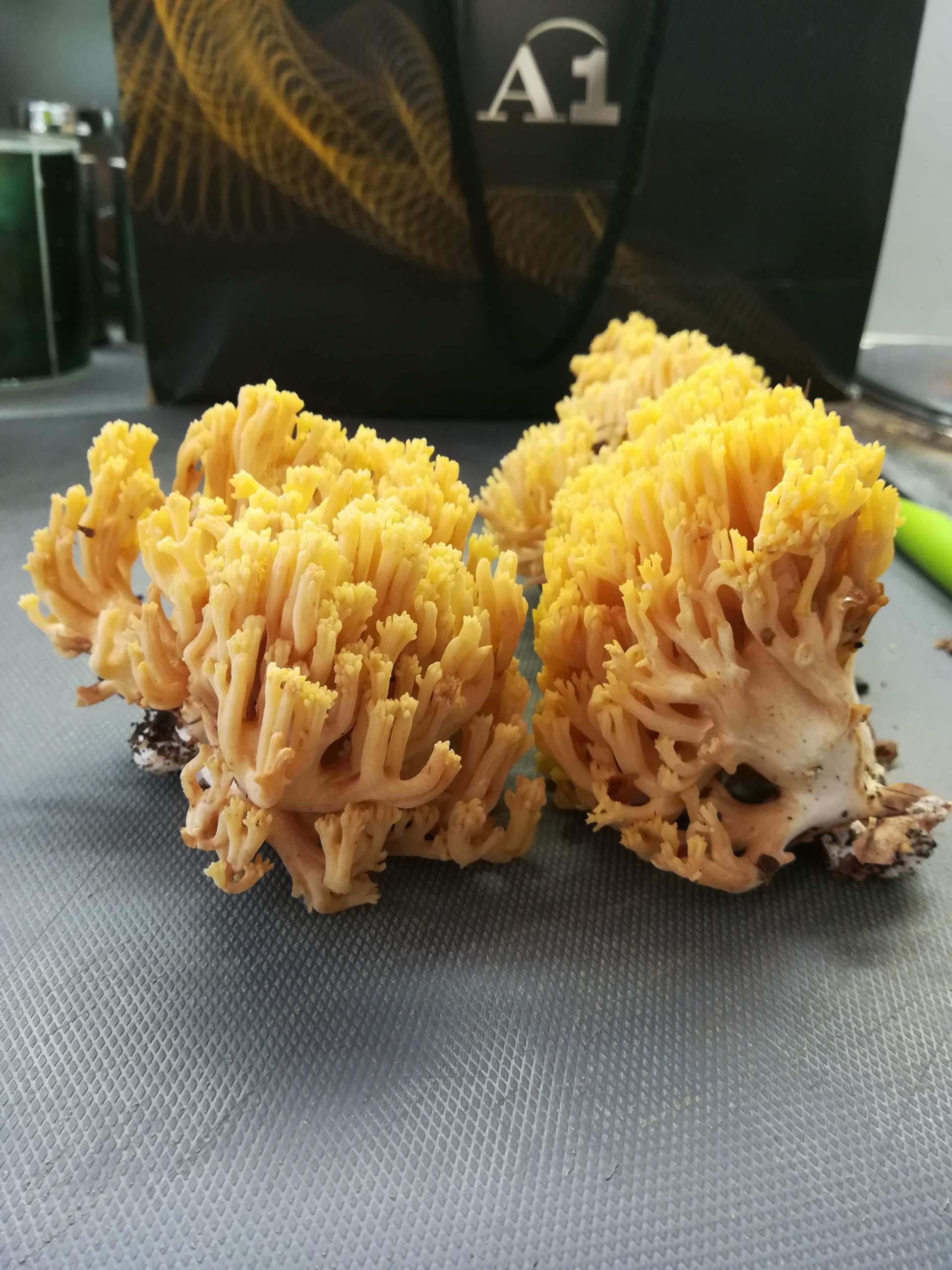 Pilzbestimmung: Goldgelbe oder Dreifarbige Koralle? (Natur, Pilze, Pilze sammeln)