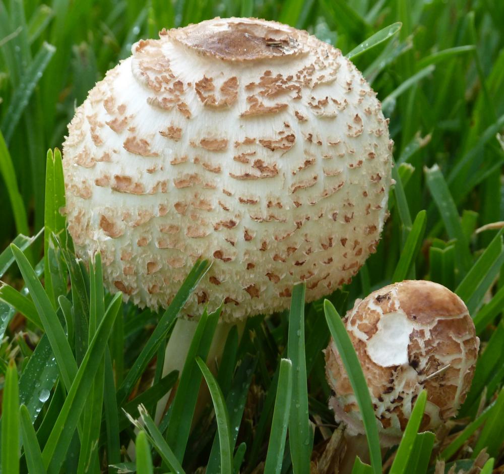 pilze im garten essbar