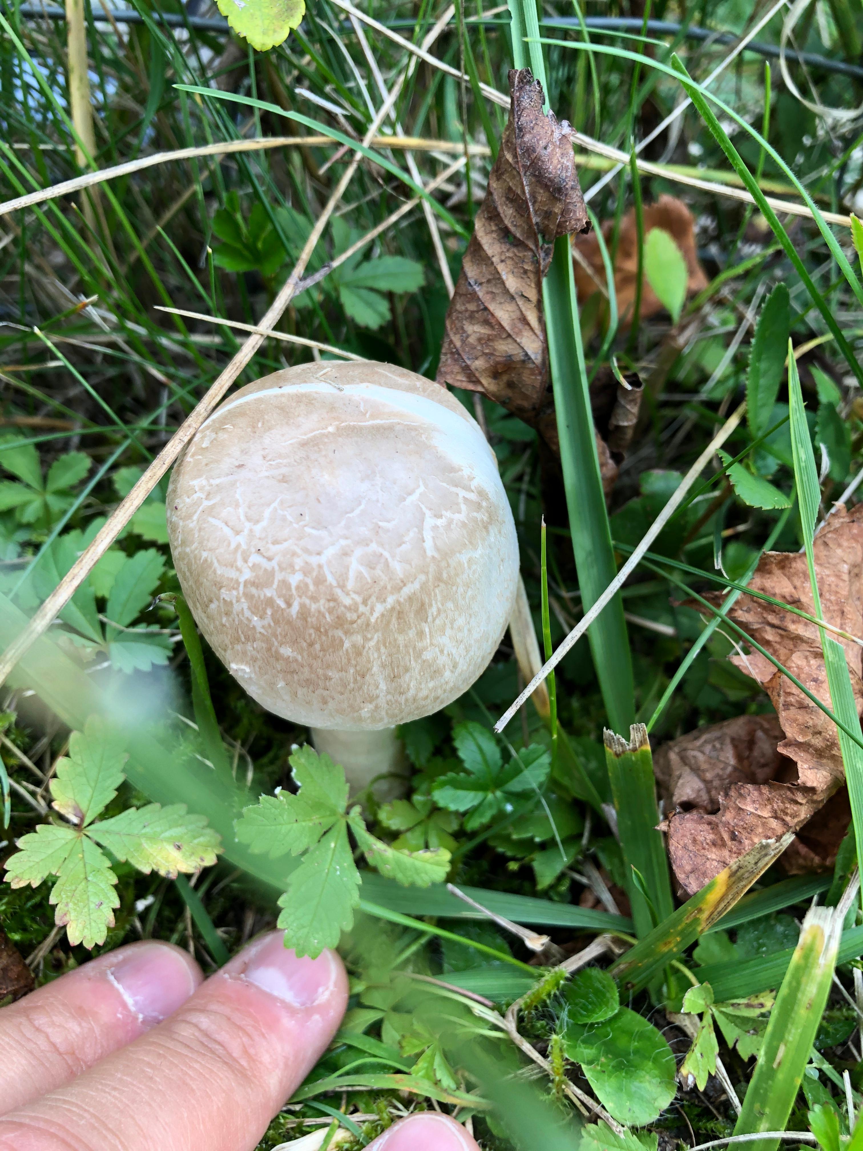 Pilze essbarHilfe? (Garten)