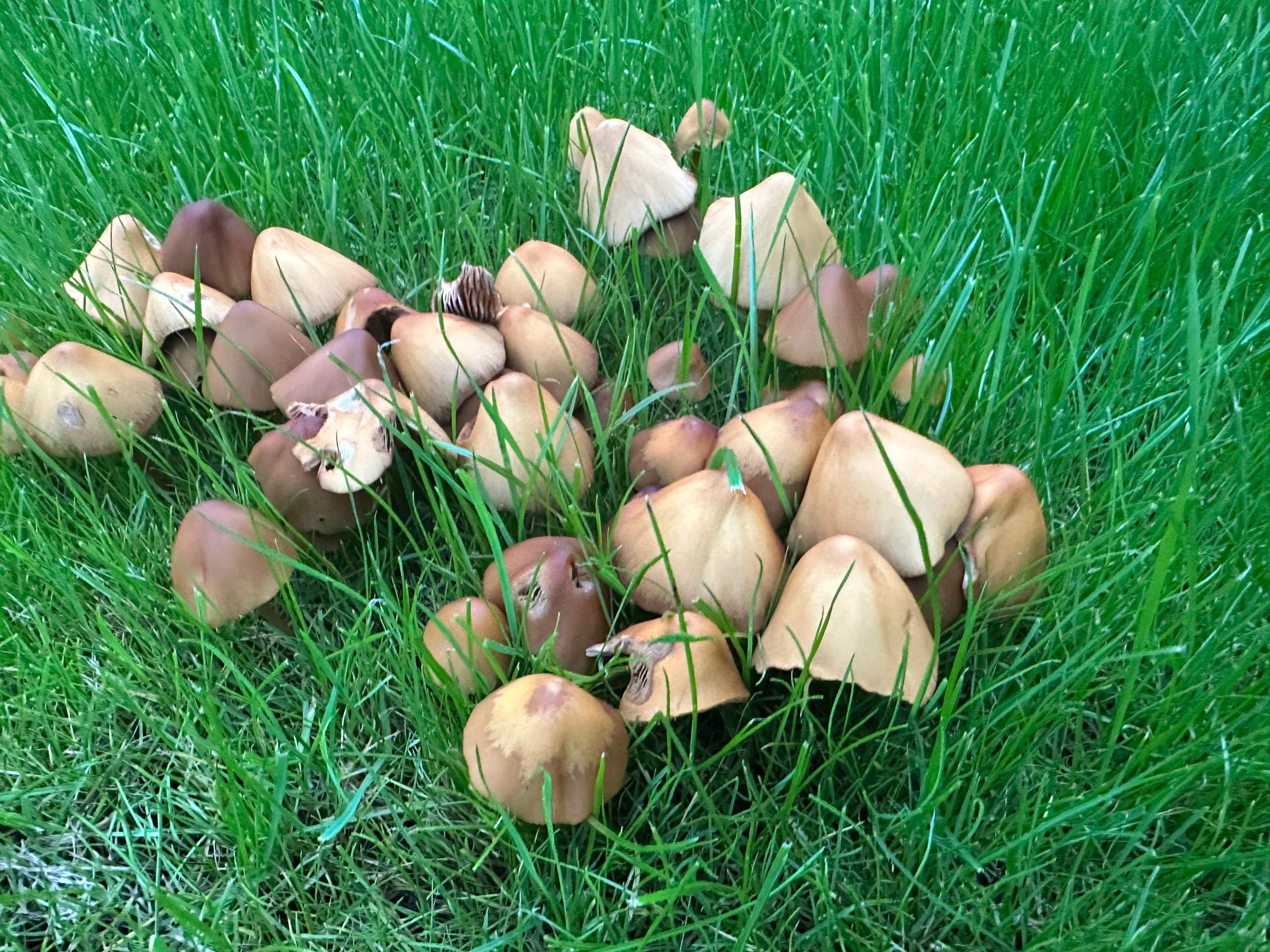 Pilze im Garten? (Erde, Botanik, Gärtner)