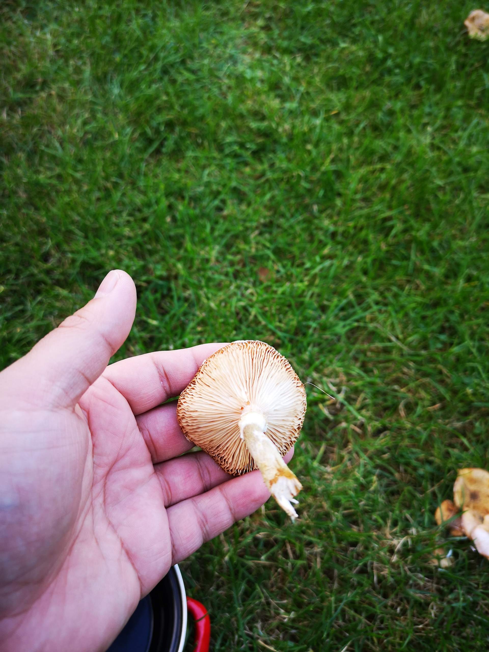 Pilze im Garten giftig oder essbar? (Wald, Gift, toxisch)