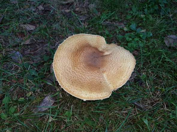 Download Giftige Pilze Im Garten Bilder Pictures