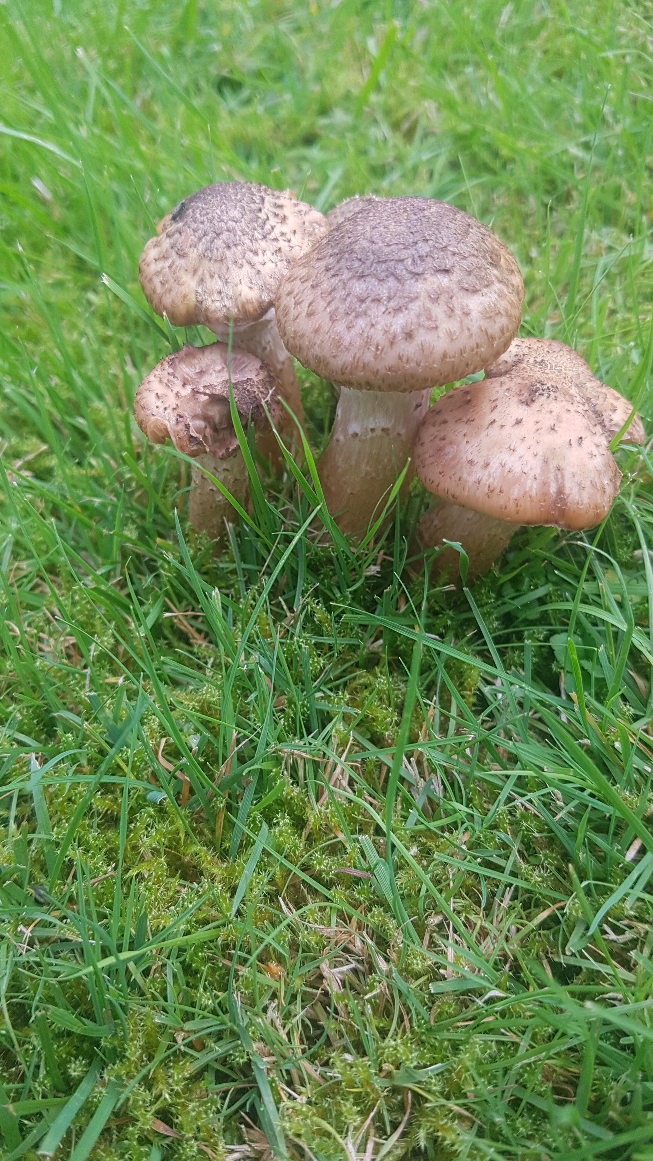 Pilze im Garten, sind diese essbar? (pilzesammeln)