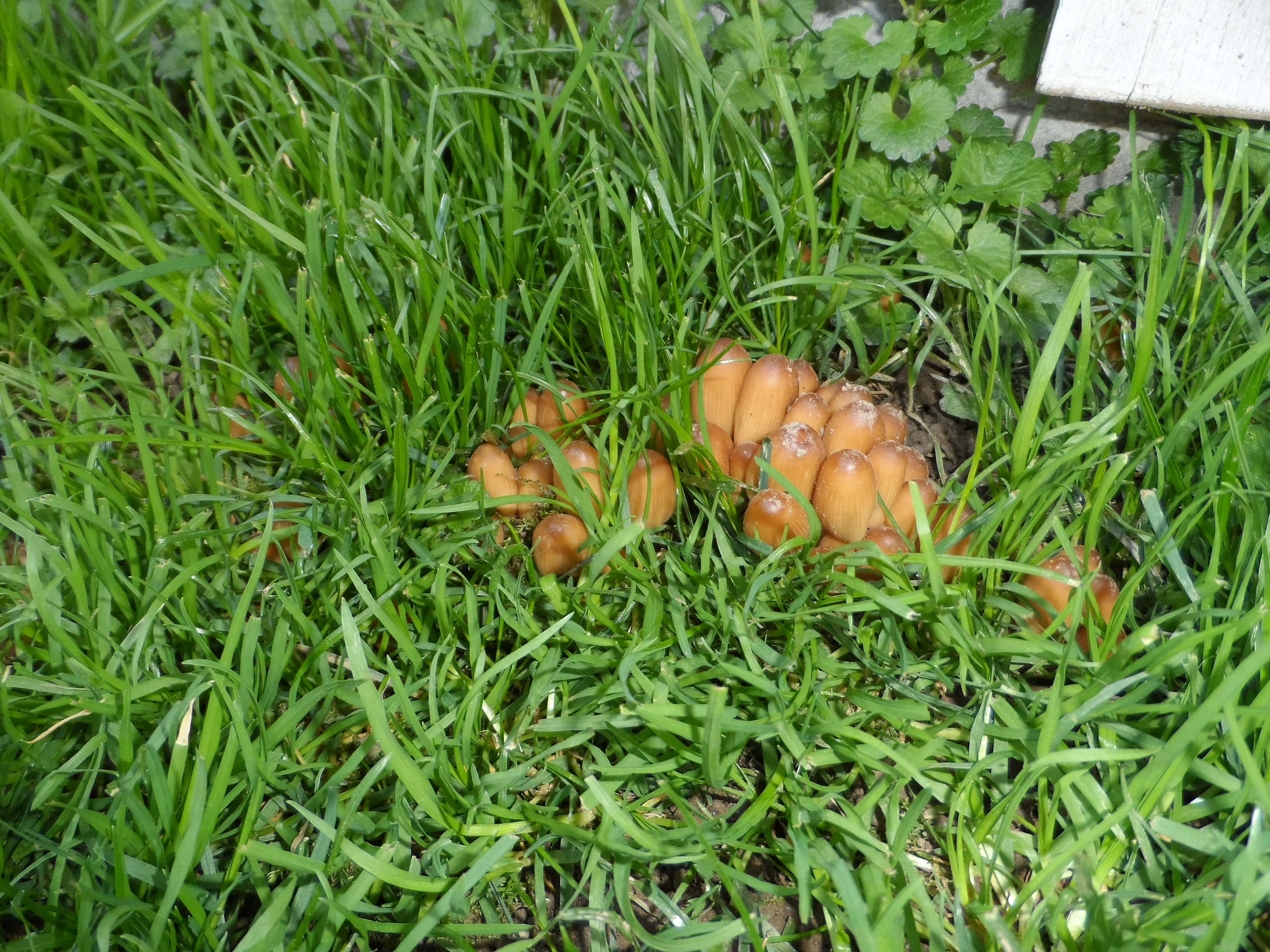 Pilze im Garten wie wegbekommen?