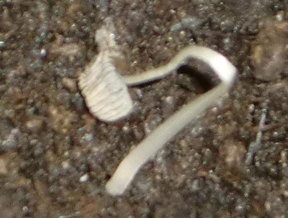 Pilze in der Wohnung (wohnen, Topfpflanzen, Pilzbefall)