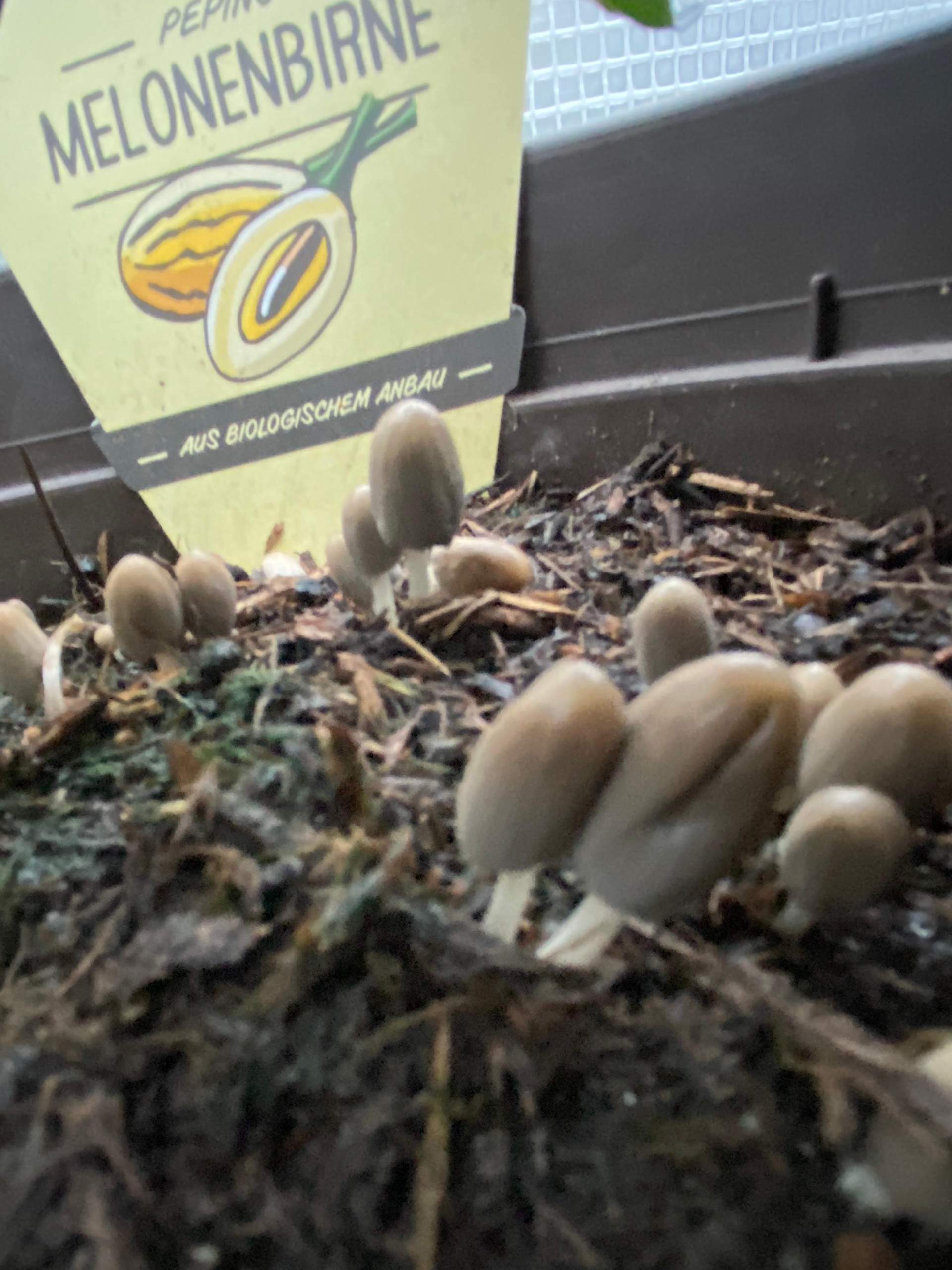 Pilze in meinen Gewächshaus? (Garten, Erde, Pflanzenpflege)