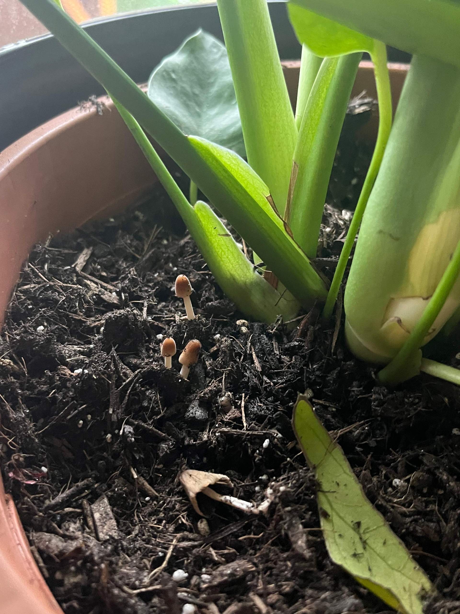 Pilze in Monstera Erde? (Blumen, Pflanzenpflege, Schdlinge)
