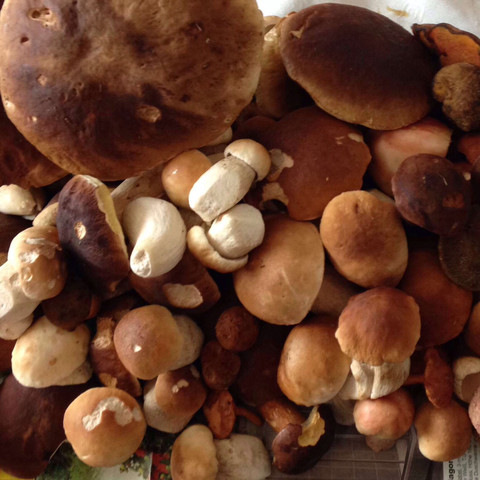 Pilze Sammeln Ende April Wald Lecker