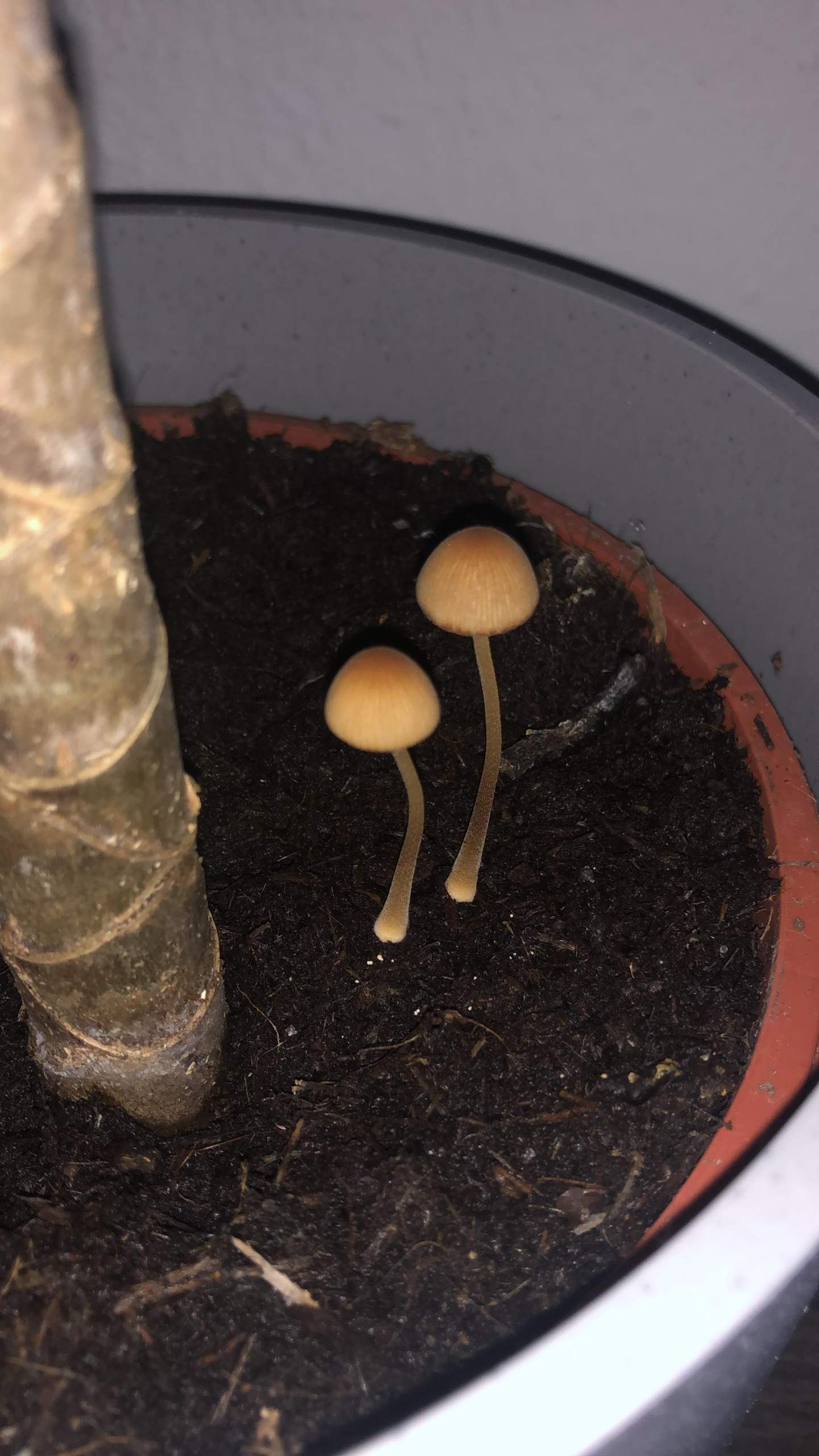 Pilze sprieen aus IKEA Pflanze? (Pflanzen, Garten)