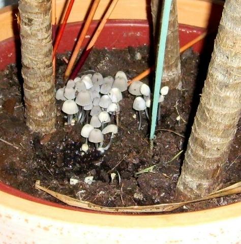 Pilze wachsen in Topfpflanze 