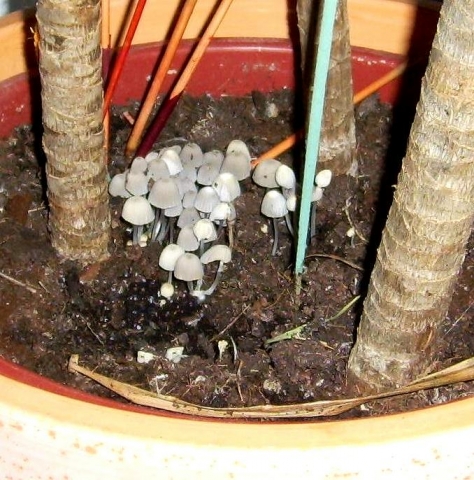 Pilze wachsen in Topfpflanze (Haus, Zimmerpflanzen)