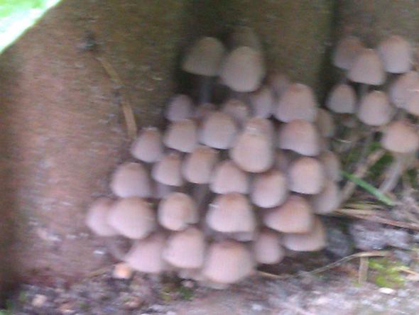 Bild 3 - (Garten, Pilze)