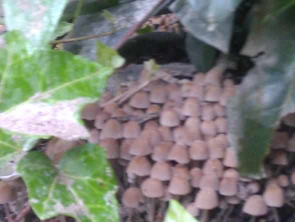 Bild 4 - (Garten, Pilze)