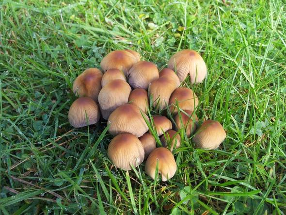 Die Pilze wachsen in solchen "büscheln" - (Garten, Pilze, Gift)