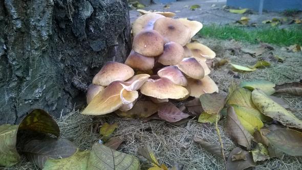 Pilze am Baum - (Pilze, Gärtner, Pilzkenner)