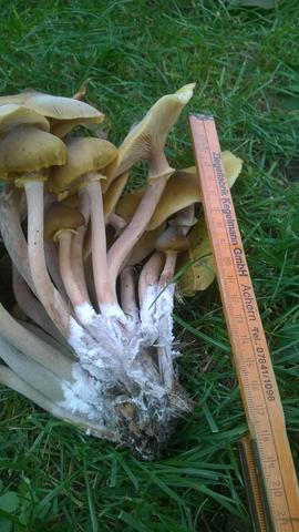 Größe des Pilzes - (Pilze, Gärtner, Pilzkenner)