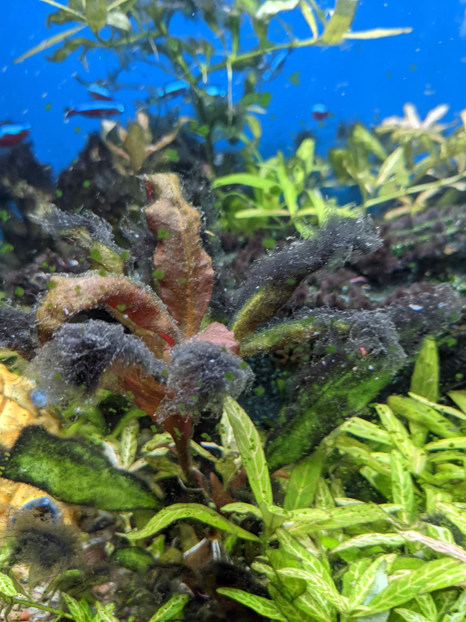 Pinselalgen Problem beseitigen? (Pflanzen, Aquarium, Aquaristik)