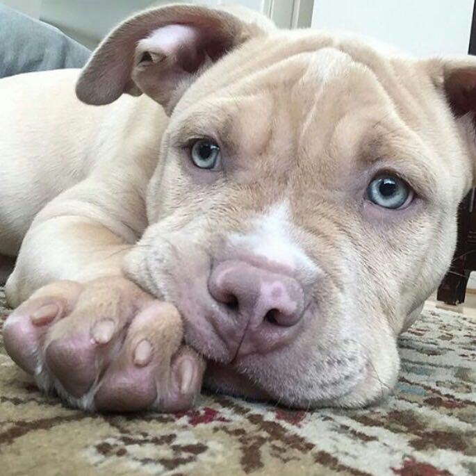 Pitbull Bzw Stafford Welpen Und Deren Erziehung Hund Hundeschule Listenhunde