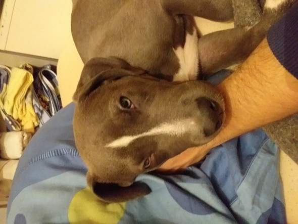 Pitbull Listenhund In Bayern Halten Tipps Tiere Hund Listenhunde