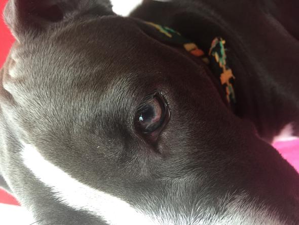 pitbull welpe hat ein rotes auge was kann dass sein hund welpen rotes auge